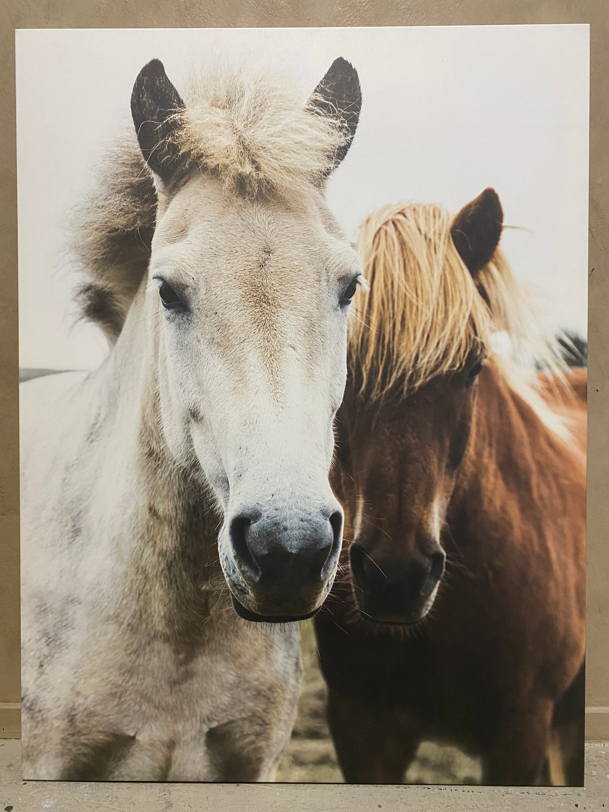 HORSES HEADS