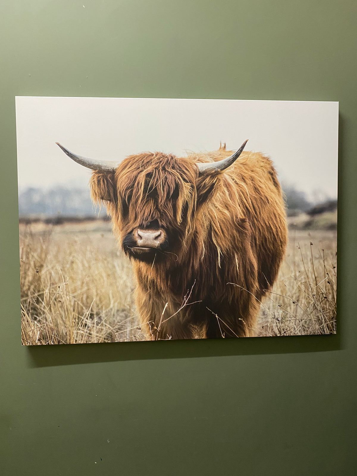 HIGHLAND COW