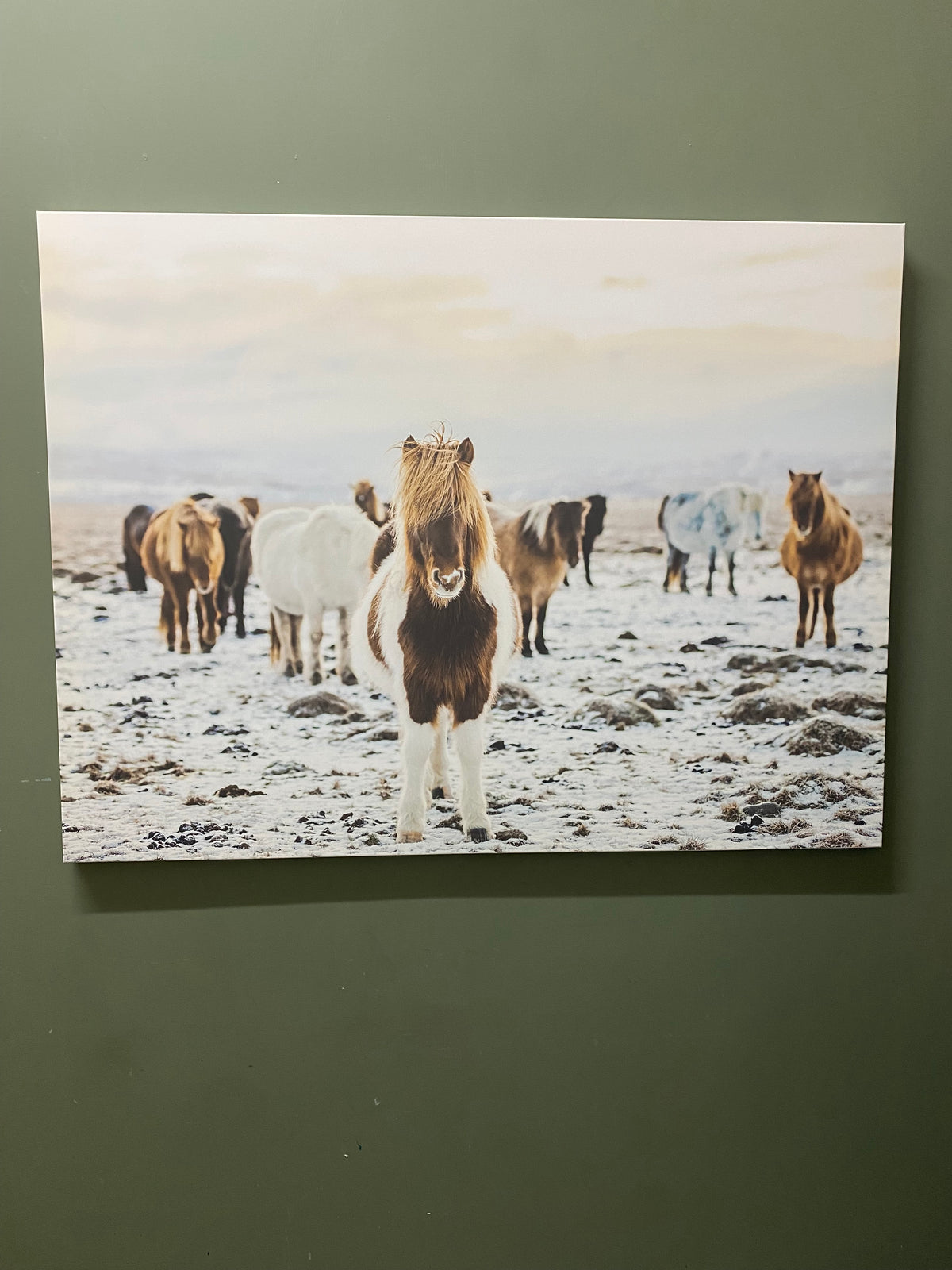 PONIES IN THE SNOW