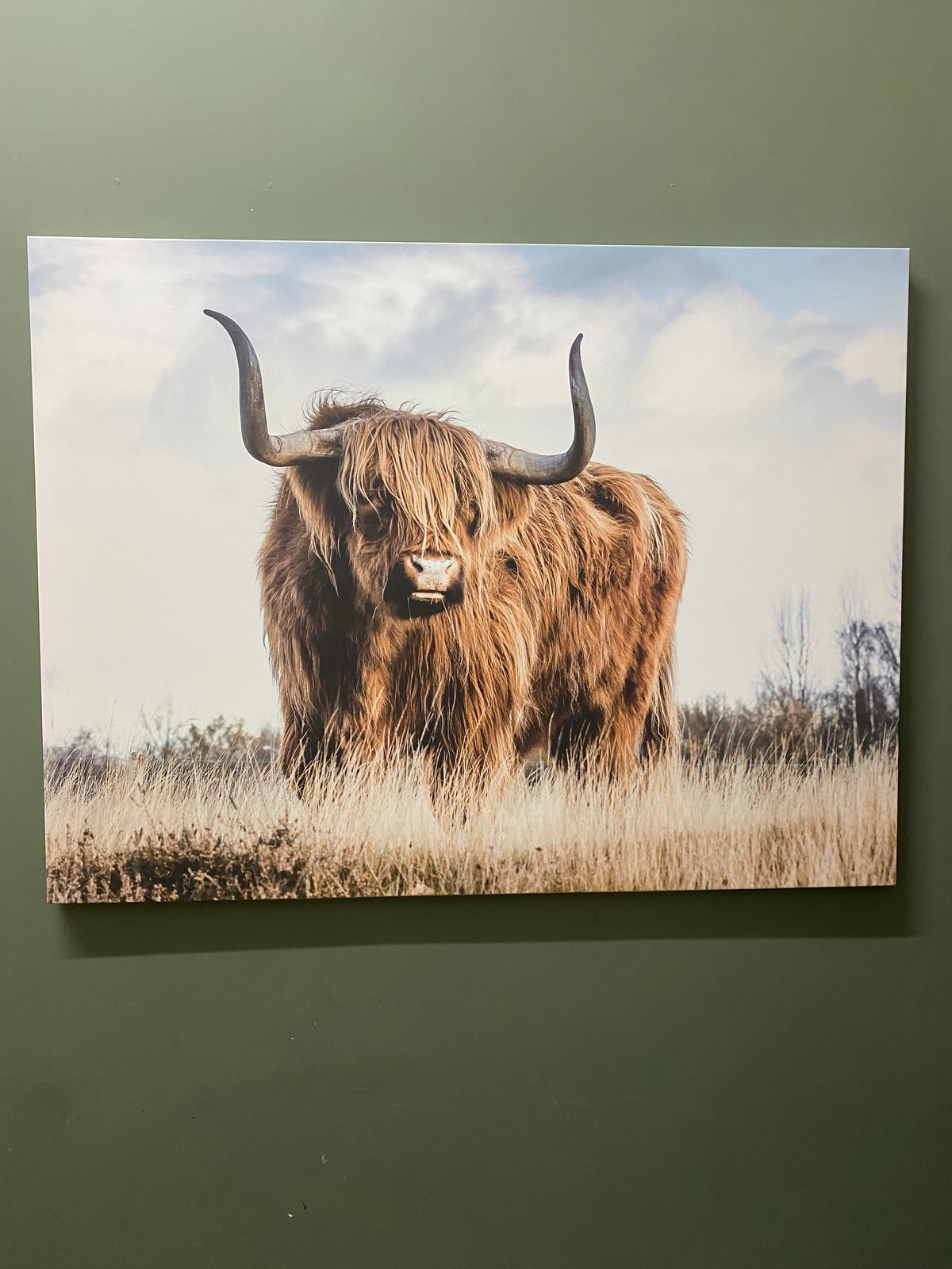 HIGHLAND COW