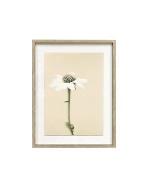 FRAMED WALL ART - ECHINACEA - SINGLE