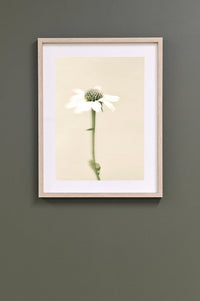 FRAMED WALL ART - ECHINACEA - SINGLE