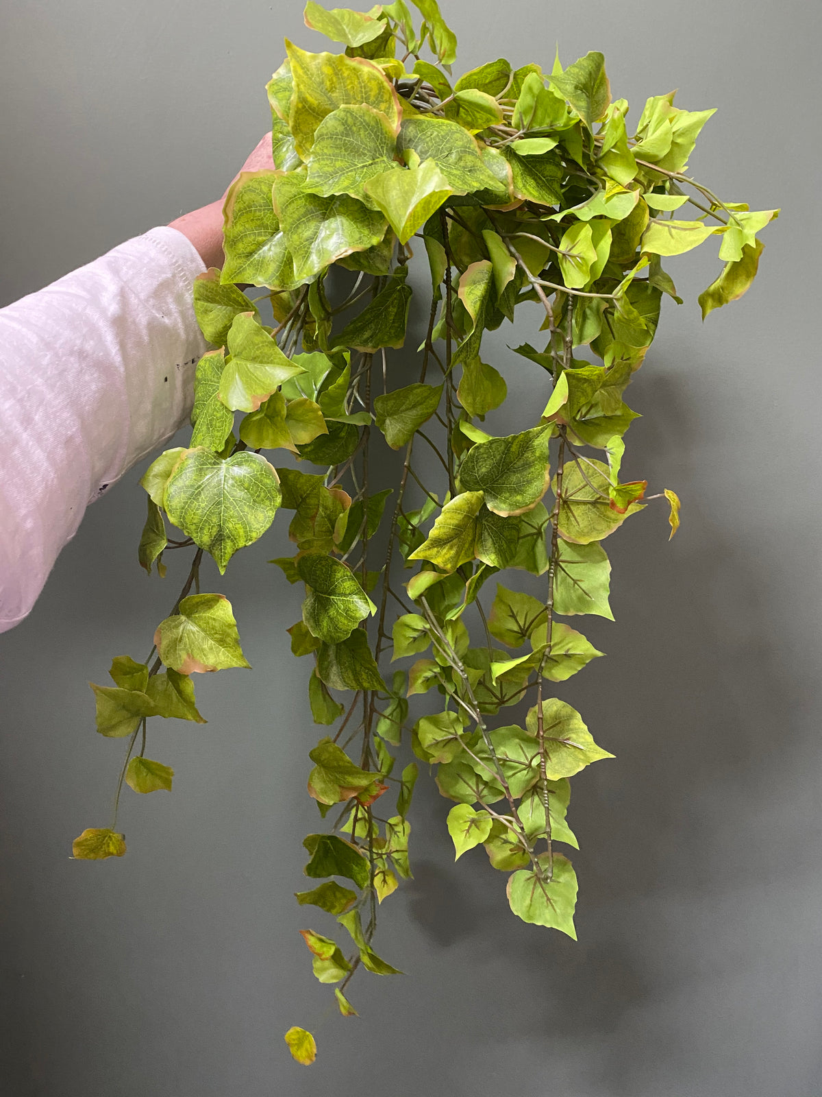 COTTONWOOD HANGING BUSH