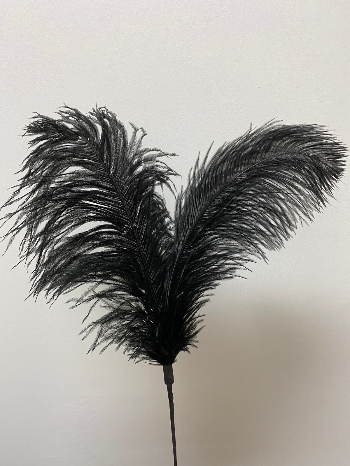 BLACK FEATHER SPRAY