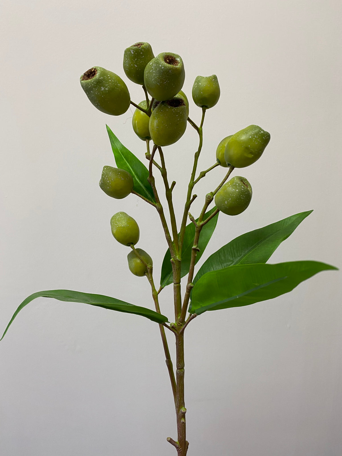 EUCALYPTUS POD - GREEN WITH GREEN LEAVES