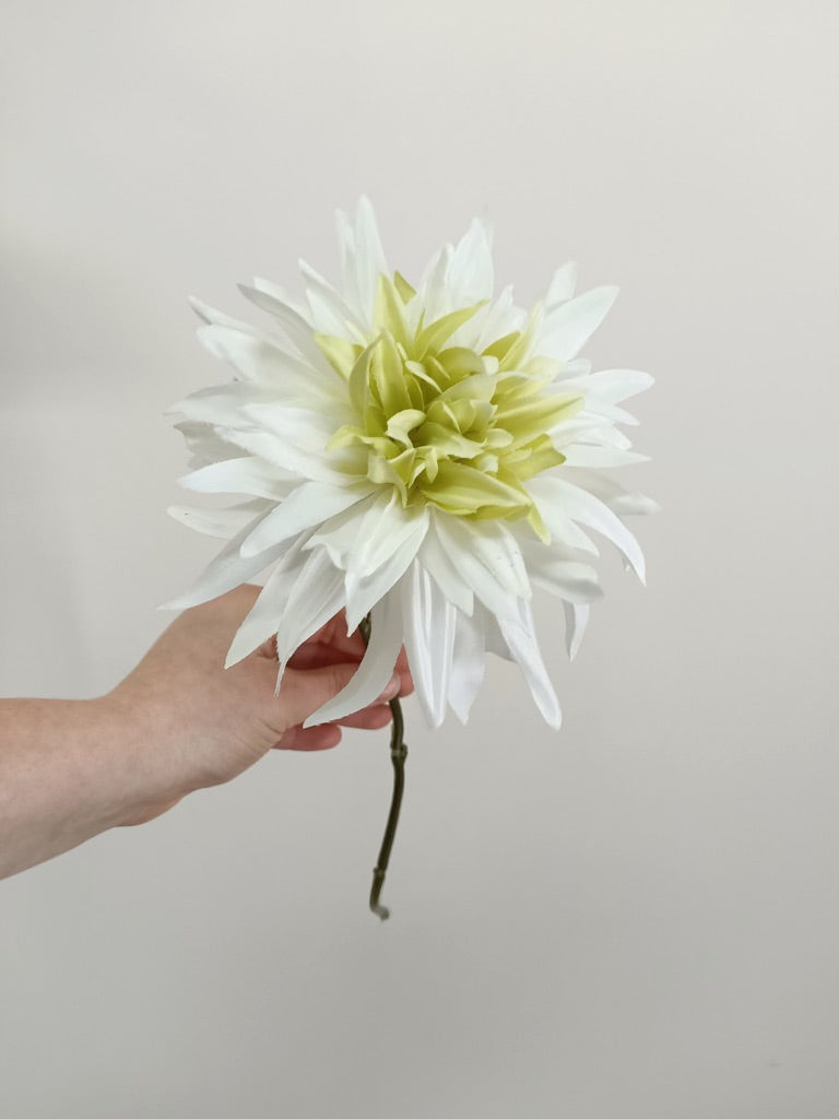 Dahlia Single Flower White